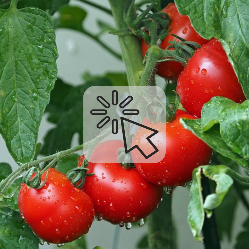 pomodoro