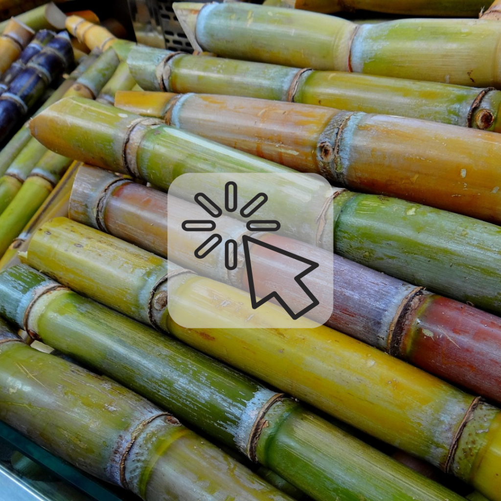 canne da zucchero